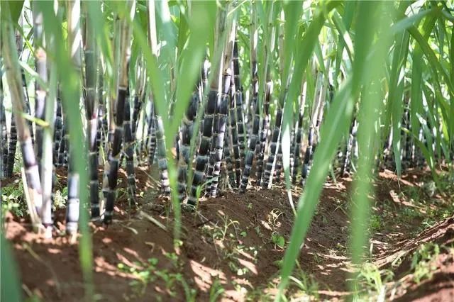 陕西农民种植致富_陕西致富项目_陕西农村种植什么赚钱不愁销路