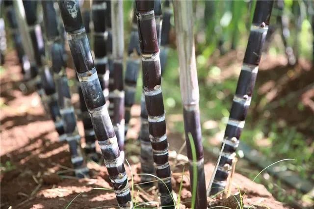 陕西致富项目_陕西农村种植什么赚钱不愁销路_陕西农民种植致富