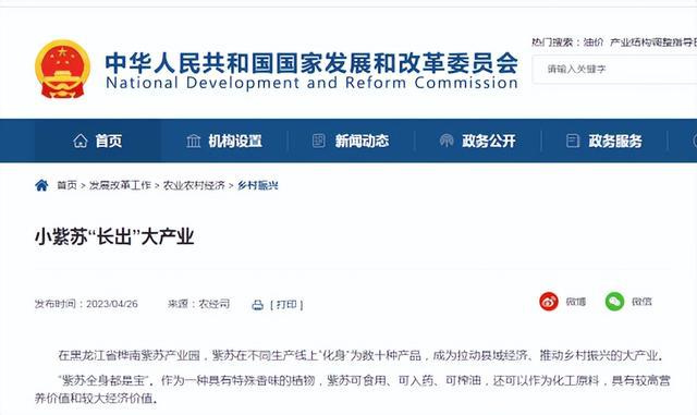 紫苏盆栽种植_致富经盆栽紫苏_盆种紫苏