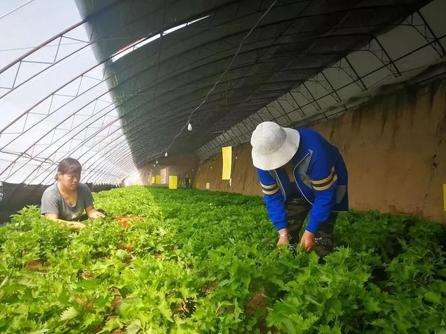 致富经盆栽紫苏_盆种紫苏_紫苏盆栽种植