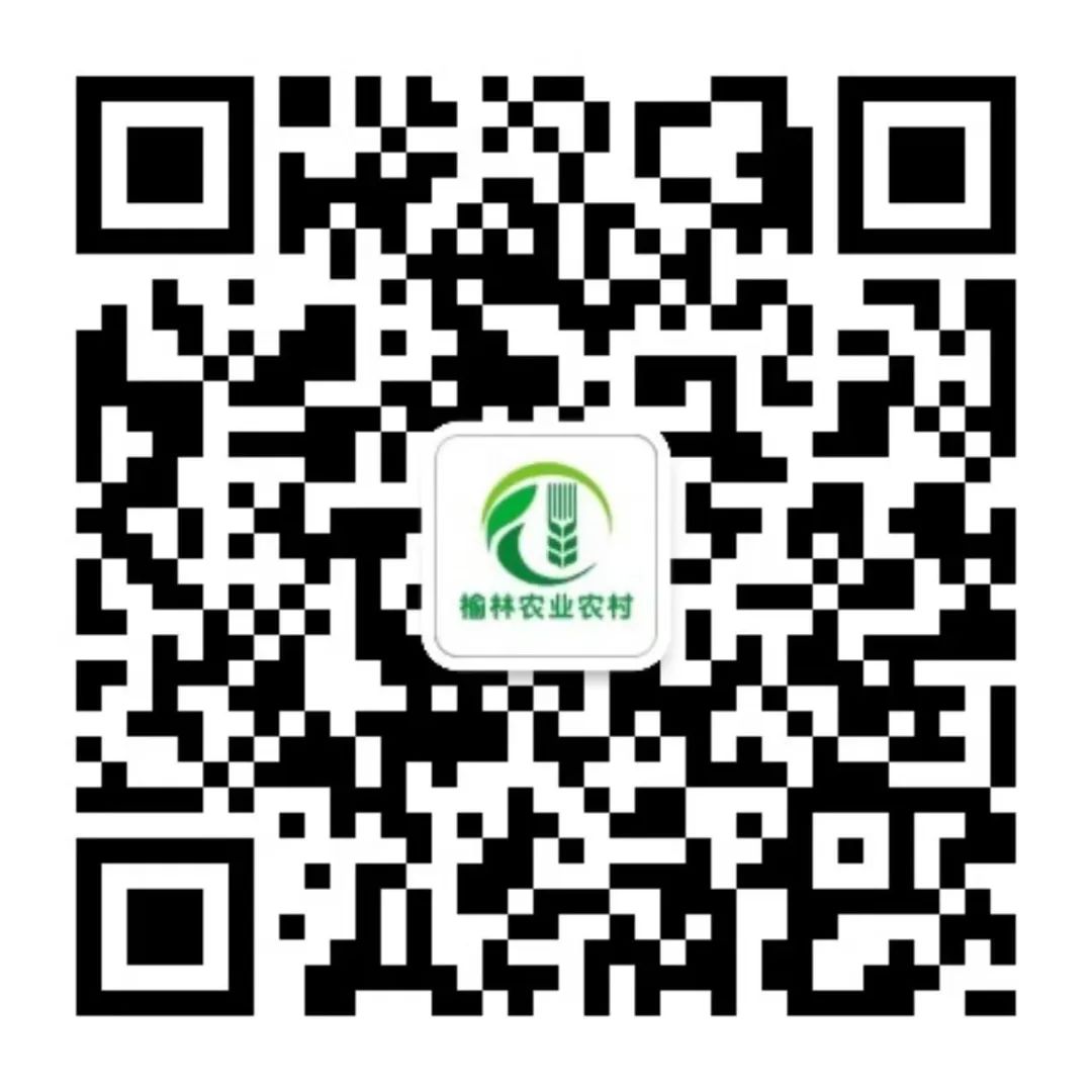 陕西农民种植致富_陕西农村种植什么赚钱不愁销路_陕西致富项目