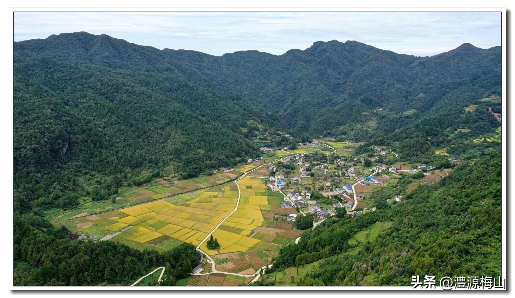 家庭农场种出了绿色食品“桑植大米”