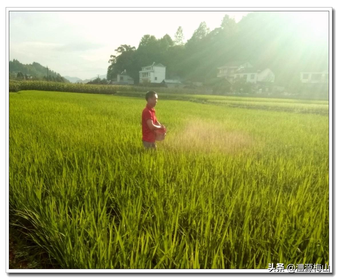 大米致富种植机有什么用_致富经种植有机大米_大米播种机