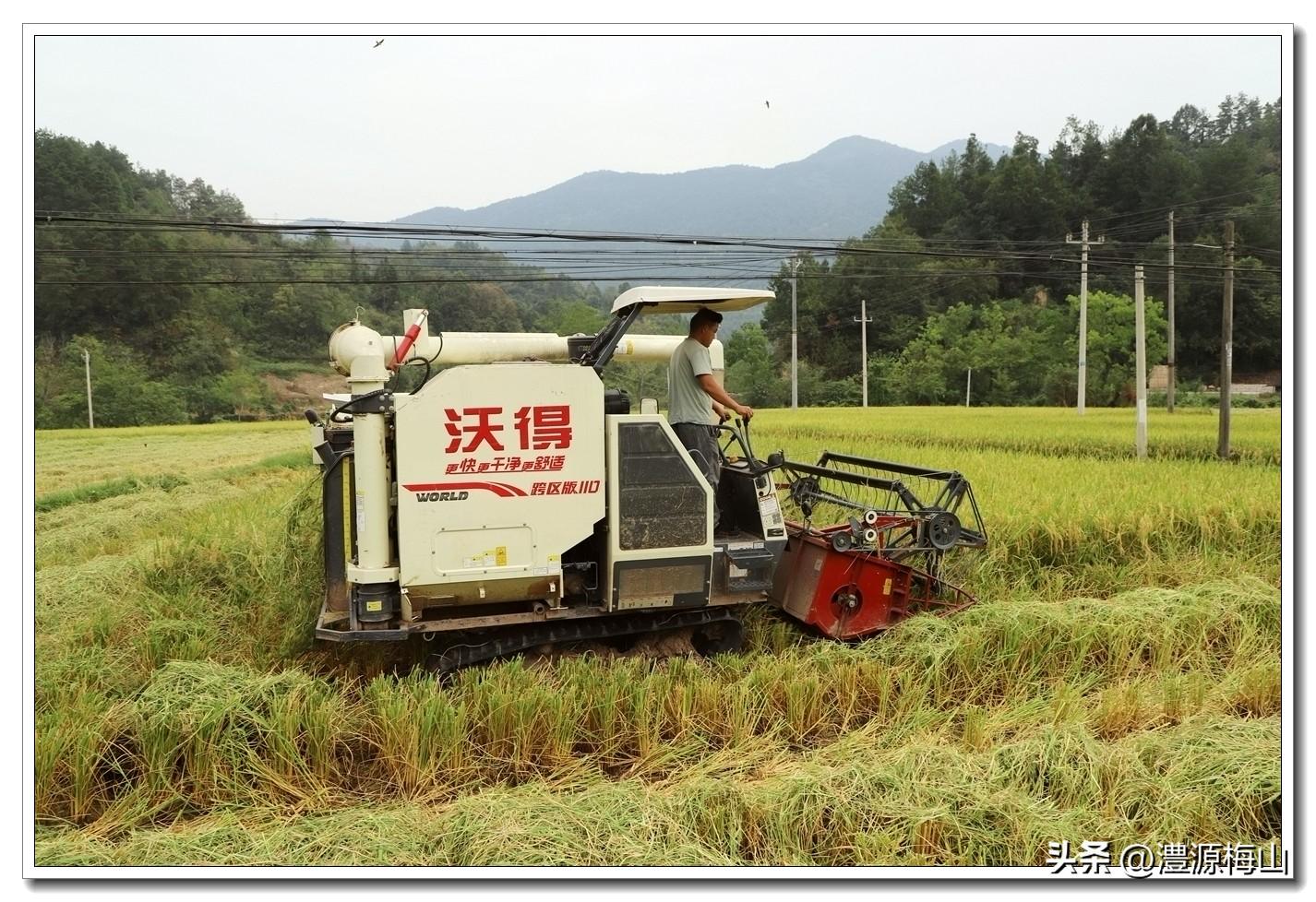 大米播种机_大米致富种植机有什么用_致富经种植有机大米