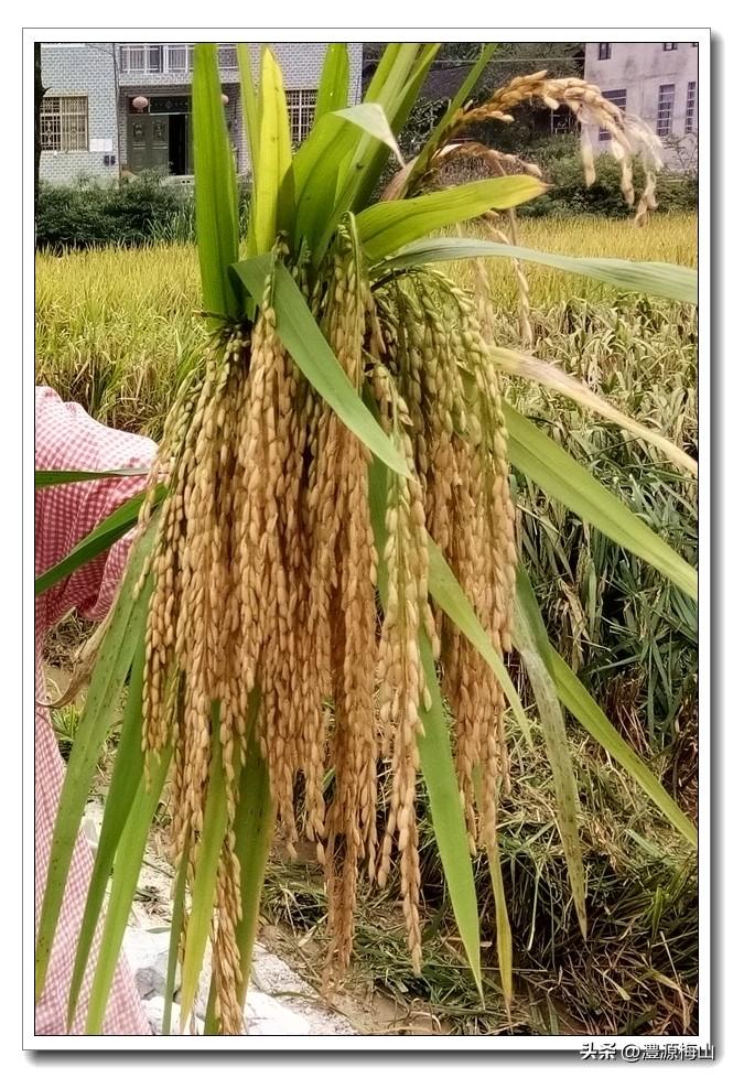 大米播种机_致富经种植有机大米_大米致富种植机有什么用