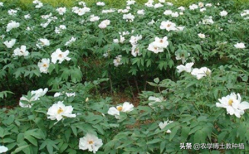 丹皮对生长环境有哪些要求？它的高产种植技术是什么？