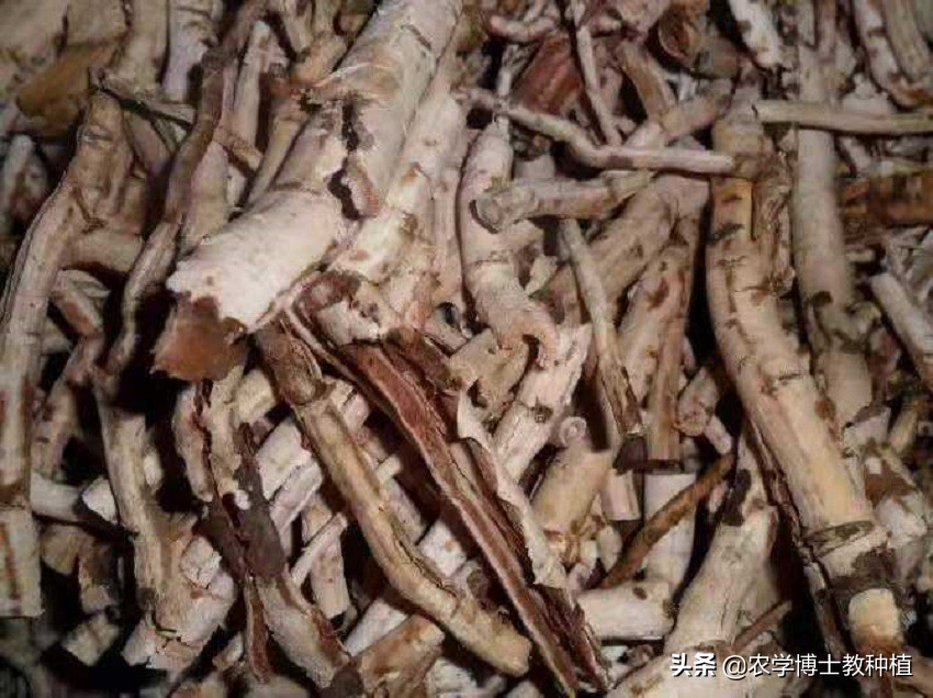 牡丹致富药用种植技术视频_药用牡丹种植致富_药用牡丹种植效益