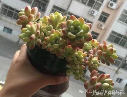 为什么要养多肉植物？女孩给出了十一个理由，看完笑了