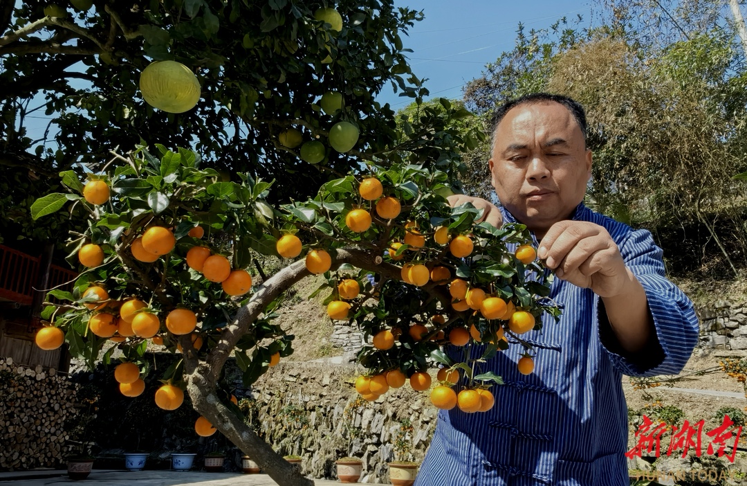 致富经盆景种植_致富经盆栽_种盆栽致富