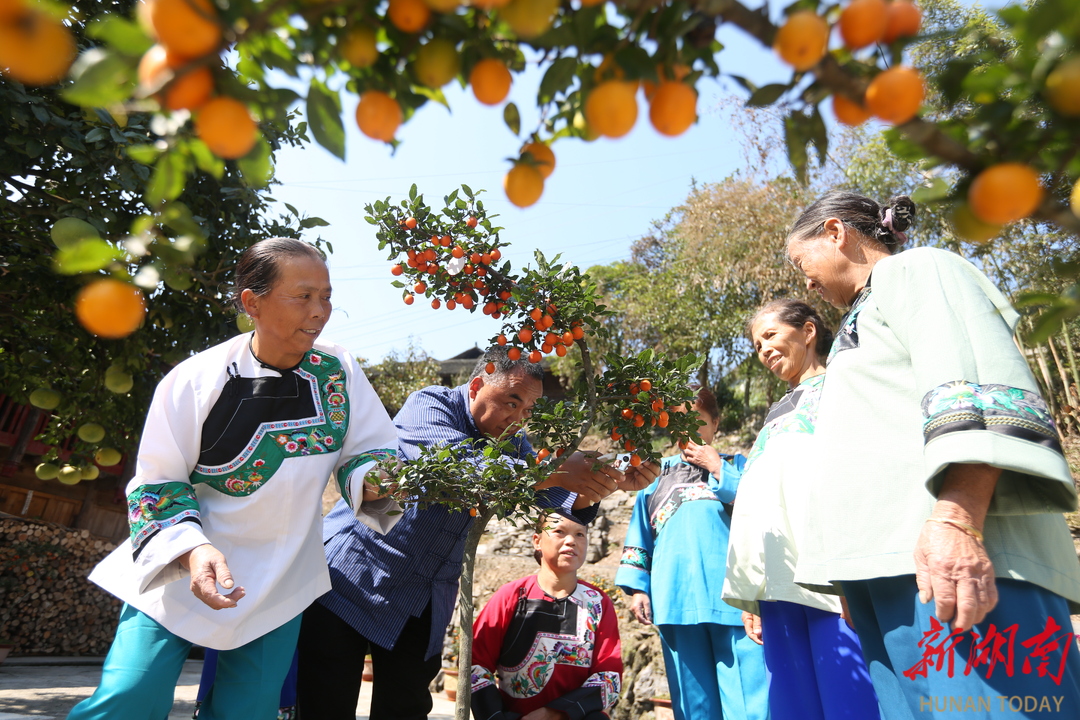 致富经盆景种植_致富经盆栽_种盆栽致富