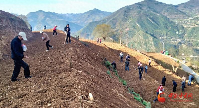 成县：高粱种植映红致富路