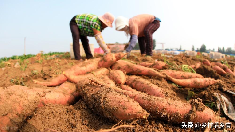 种植红薯和土豆个大、高产、面甜，首先要具备三点，你做到了吗
