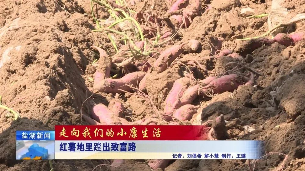 种红薯致富经_红薯种植致富_致富红薯种植技术视频