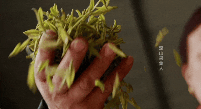 种白芹菜视频_致富经种植白芹视频_白芹菜种植技术视频播放
