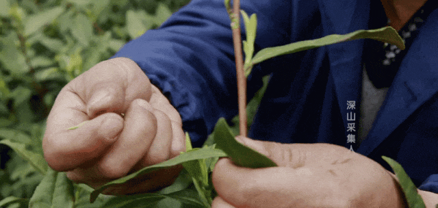 白芹菜种植技术视频播放_种白芹菜视频_致富经种植白芹视频