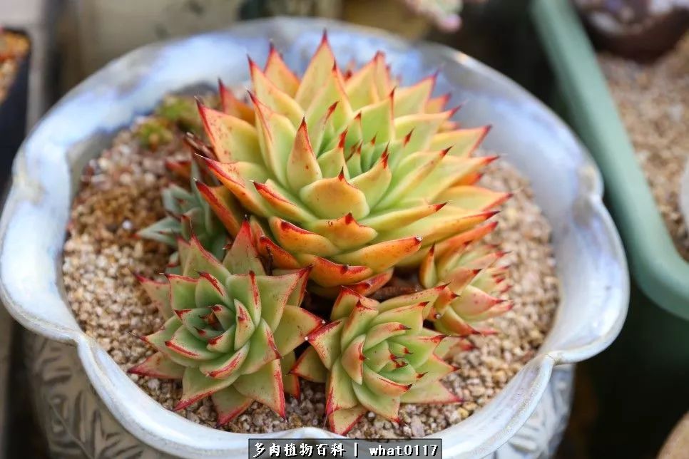 养多肉发家致富_养多肉植物养植致富经_多肉种植致富
