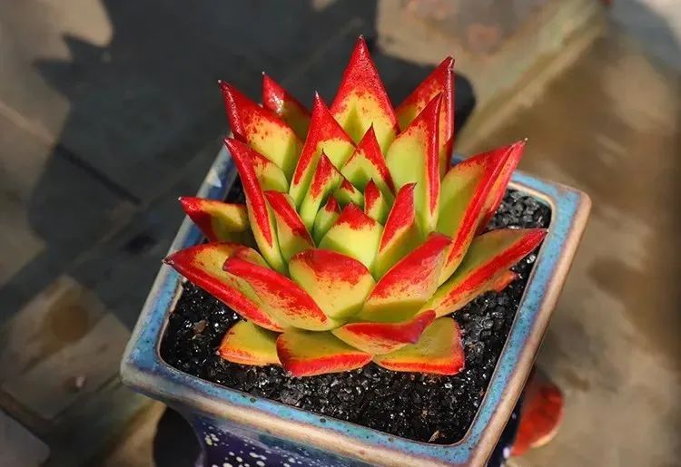 养多肉发家致富_致富经多肉种植视频_养多肉植物养植致富经
