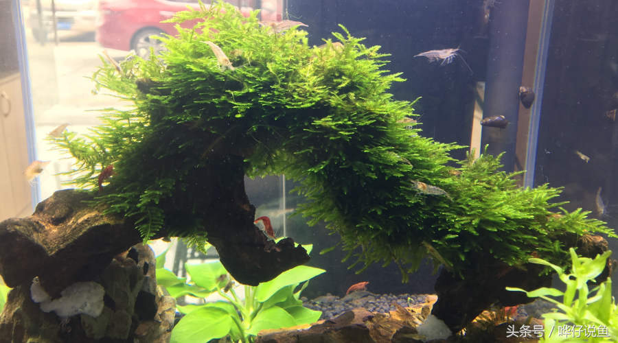 海水养殖龙虾前景怎么样_海水龙虾怎么养殖_海水小龙虾养殖技术