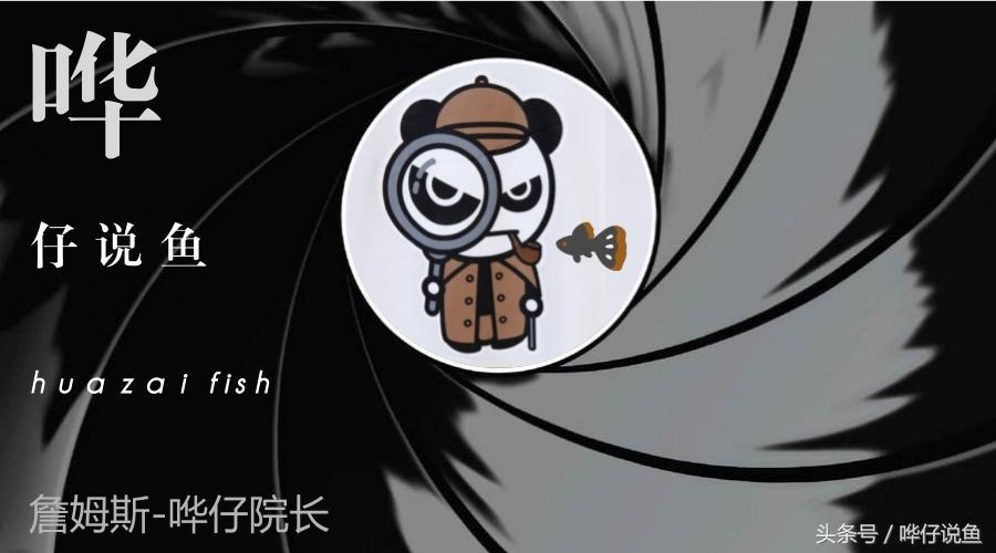 海水龙虾怎么养殖_海水小龙虾养殖技术_海水养殖龙虾前景怎么样