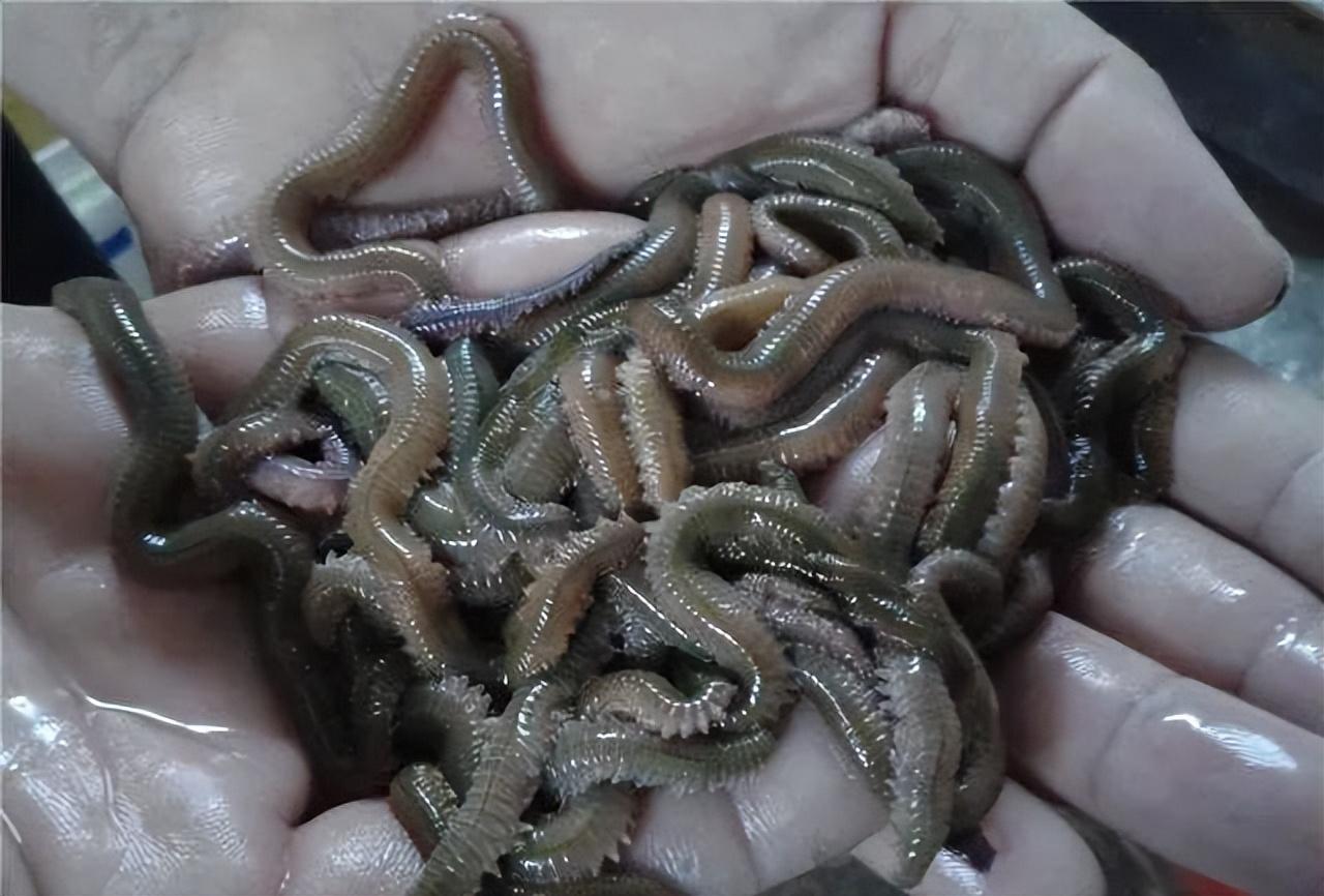 海水龙虾养殖技术小结_海水龙虾养殖技术视频_海水小龙虾养殖技术