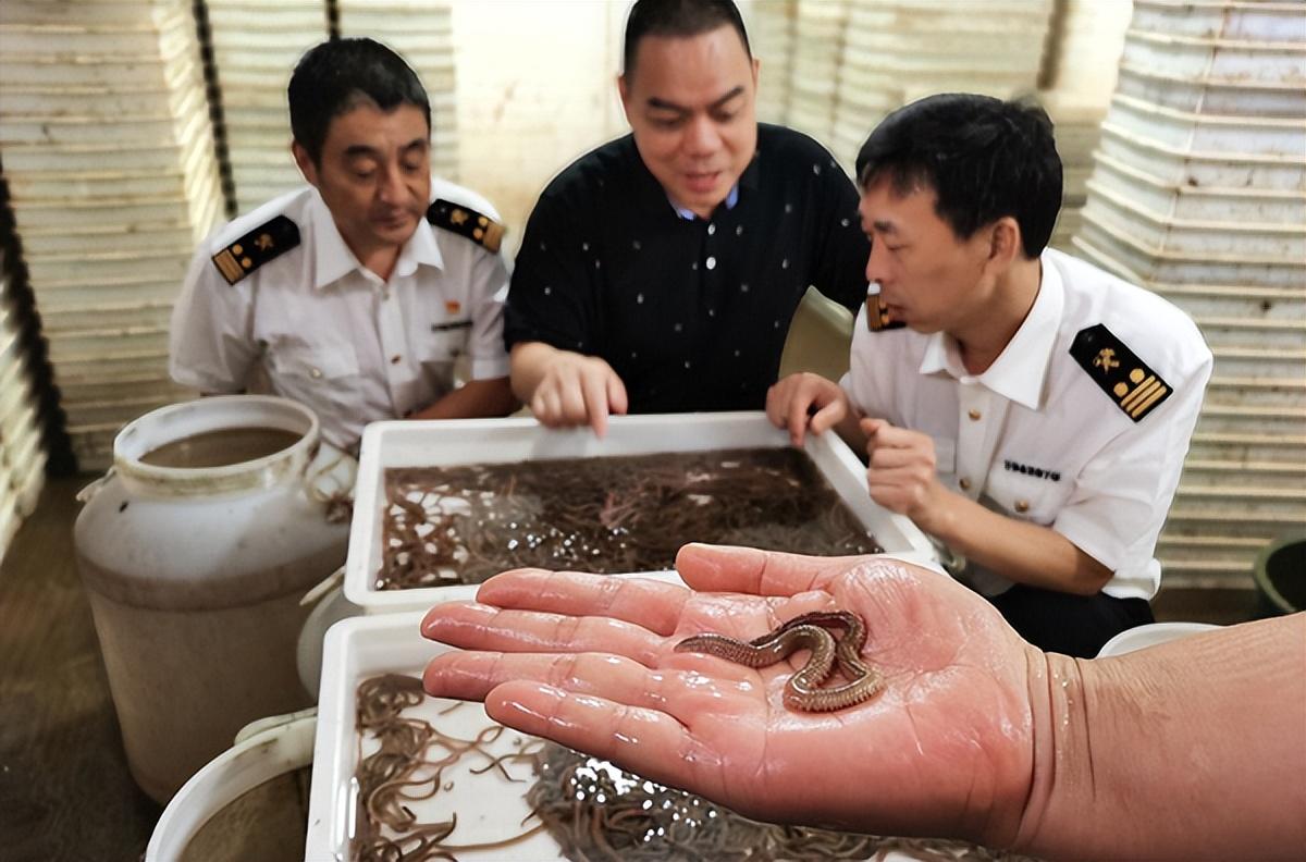 海水龙虾养殖技术小结_海水龙虾养殖技术视频_海水小龙虾养殖技术