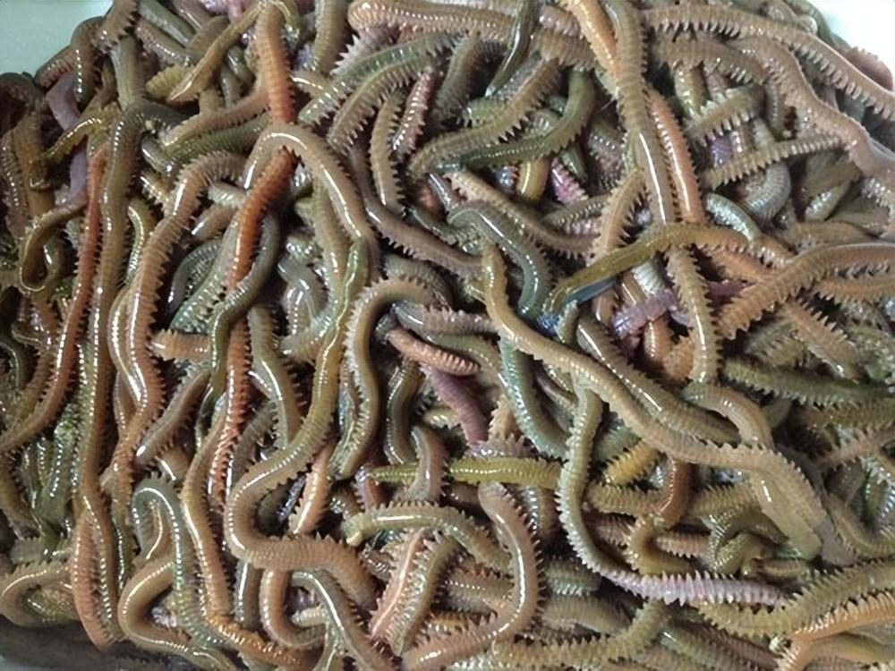 海水龙虾养殖技术小结_海水小龙虾养殖技术_海水龙虾养殖技术视频