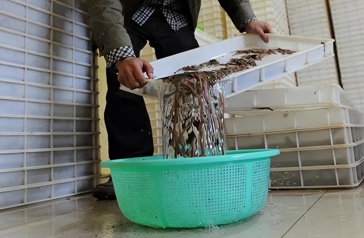 海水龙虾养殖技术小结_海水龙虾养殖技术视频_海水小龙虾养殖技术