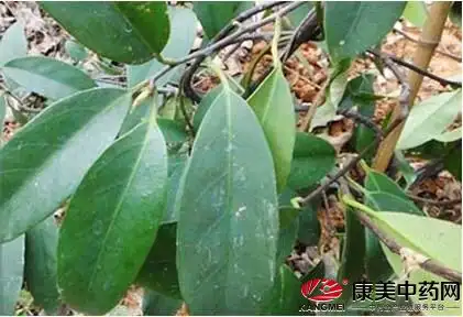 黑老虎高产种植技术及未来市场前景