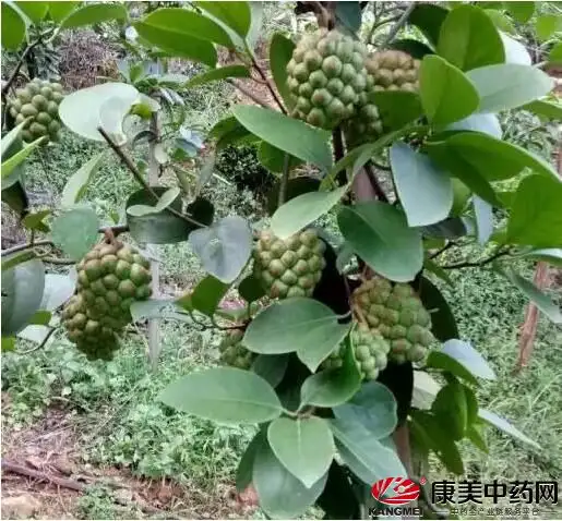黑老虎高产种植技术及未来市场前景
