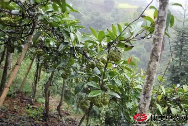 黑老虎高产种植技术及未来市场前景