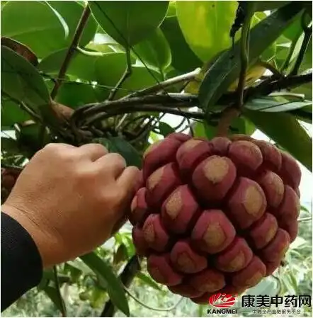 黑老虎高产种植技术及未来市场前景