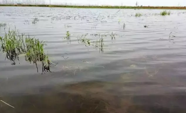 海水龙虾怎么养殖_海水小龙虾养殖技术_海水龙虾养殖技术视频