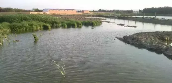 海水小龙虾养殖技术_海水龙虾怎么养殖_海水龙虾养殖技术视频