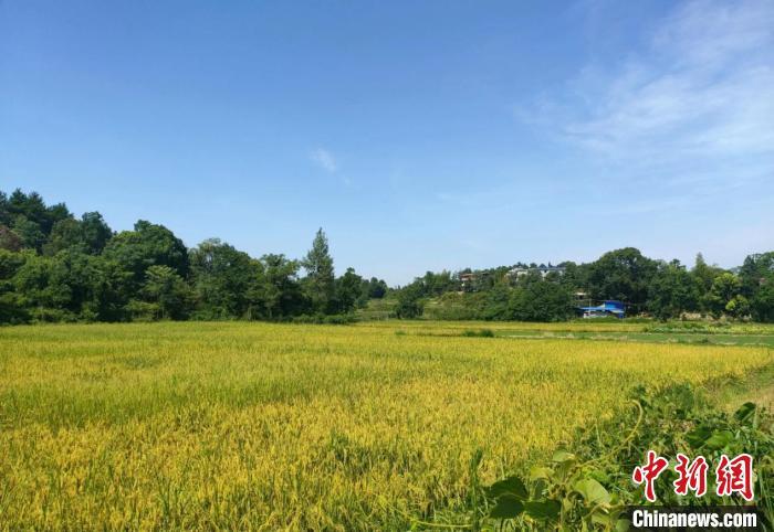 从“会种田”到“慧种田”湖南祁阳村民抱团致富