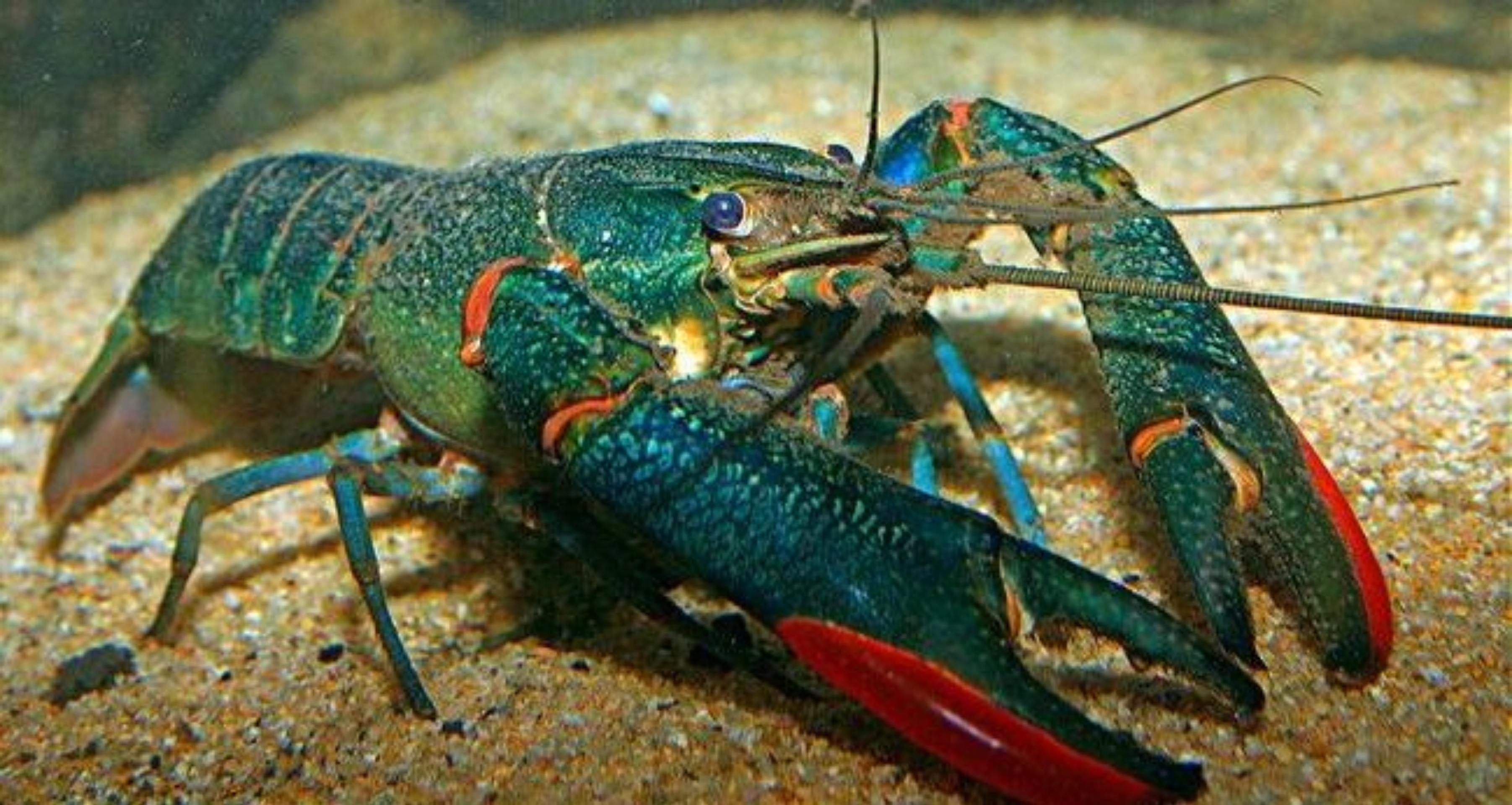 海水龙虾怎么养殖_海水小龙虾养殖技术_海水龙虾养殖技术小知识