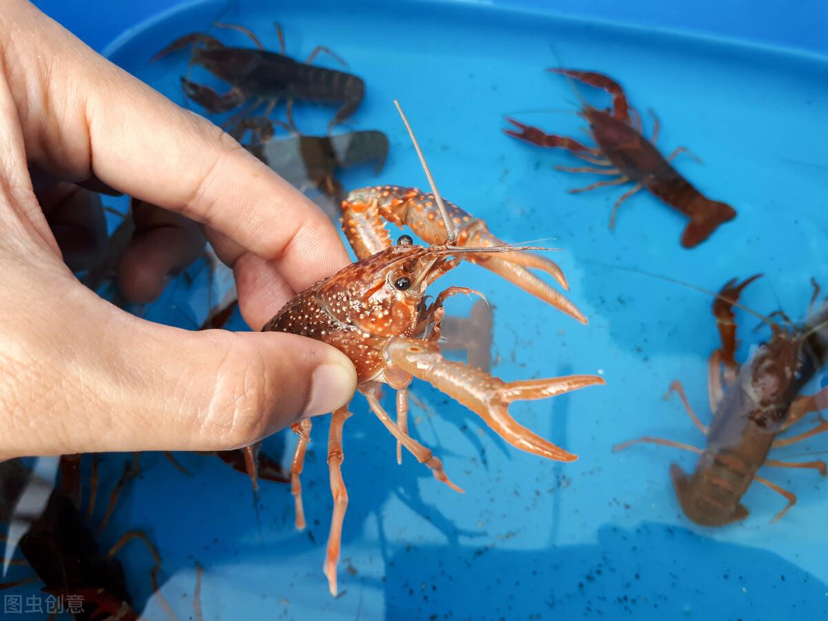 海水龙虾怎么养殖_海水小龙虾养殖技术_海水龙虾养殖技术小知识