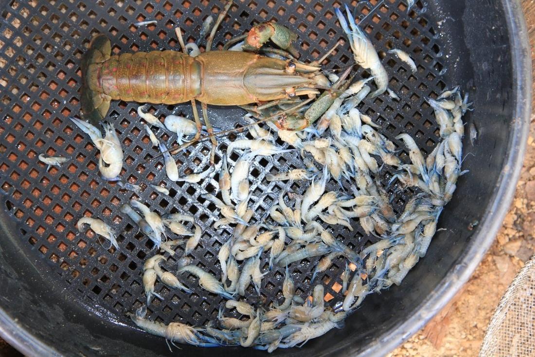 海水龙虾怎么养殖_海水龙虾养殖技术小知识_海水小龙虾养殖技术