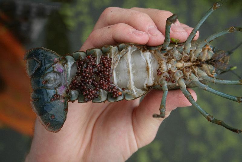 海水龙虾养殖技术小知识_海水小龙虾养殖技术_海水龙虾怎么养殖