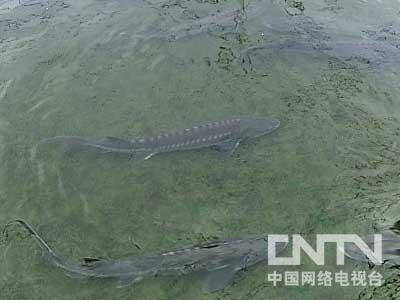 致富经 鳄龟_鳄龟致富经_养殖鳄龟致富