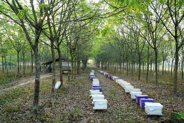 蜜蜂养殖招技术员吗_蜜蜂养殖技术招蜜蜂_蜜蜂养殖招技术人员吗
