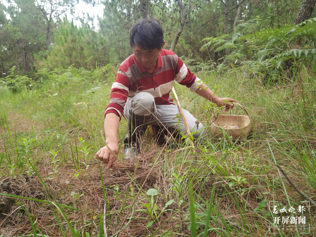菌子之乡有“致富经”！野生山珍搭上加工“快车”香飘全国