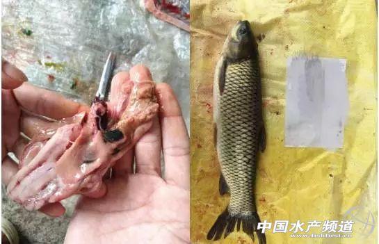 养殖草鱼注意事项_养殖草鱼技术指导_养殖草鱼指导技术与管理