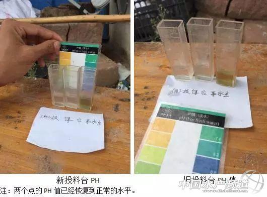 养殖草鱼注意事项_养殖草鱼技术指导_养殖草鱼指导技术与管理