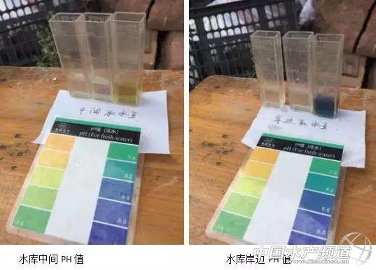 养殖草鱼注意事项_养殖草鱼技术指导_养殖草鱼指导技术与管理