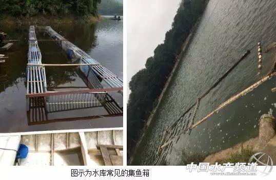 养殖草鱼注意事项_养殖草鱼技术指导_养殖草鱼指导技术与管理