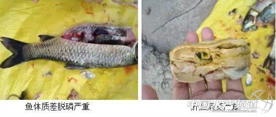 养殖草鱼指导技术与管理_养殖草鱼技术指导_养殖草鱼注意事项