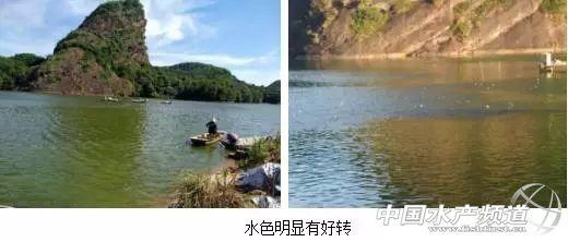 养殖草鱼注意事项_养殖草鱼技术指导_养殖草鱼指导技术与管理