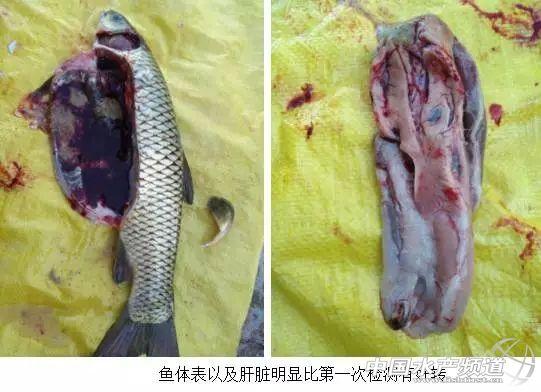 养殖草鱼技术指导_养殖草鱼指导技术与管理_养殖草鱼注意事项