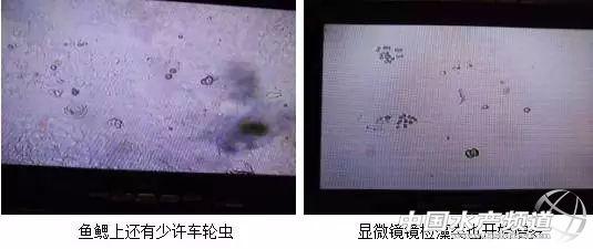 养殖草鱼指导技术与管理_养殖草鱼注意事项_养殖草鱼技术指导