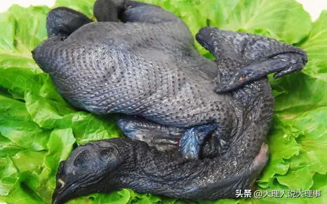 致富经乌骨鸡_乌骨鸡产品_致富经乌骨鸡养殖视频
